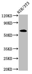 IVL / Involucrin Antibody