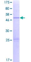 Human EMC7 Protein (Recombinant GST)