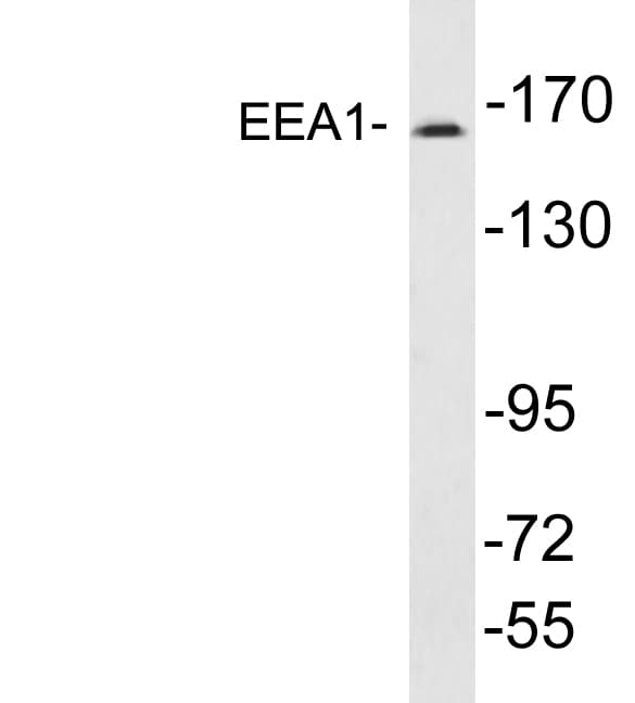 EEA1 Antibody (aa205-254)