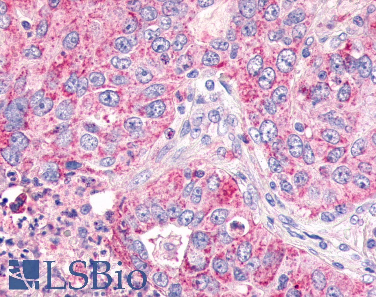 PathPlus™ GPR26 Antibody (Cytoplasmic Domain)