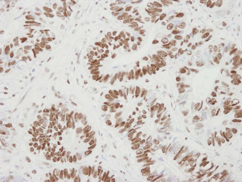 MCM6 Antibody (aa775-C-term)