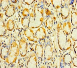 KIAA1324L Antibody