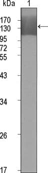 KDR / VEGFR2 / FLK1 Antibody (Amino Acid: 20-764, clone 4B4)