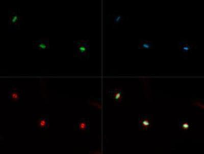 HIST3H3 Antibody (Me-Lys36)