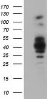 GAS7 Antibody (clone OTI2F6)