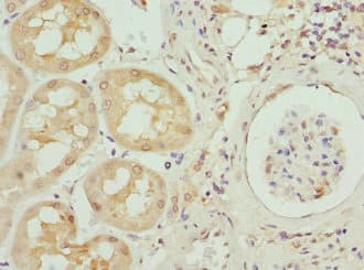 Polyclonal Rabbit anti-Human INHBB / Inhibin Beta B Antibody (WB)