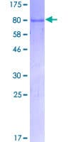 Human NFI / NFIC Protein (Recombinant GST)