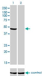 NDUFV1 Antibody (clone 4A7)