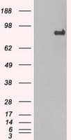 STAT1 Antibody (clone OTI9B12)
