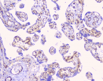 CD32A Antibody