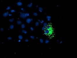 TRAP1 / HSP75 Antibody (clone OTI1H8, Carrier-free)