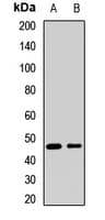 SESN3 Antibody