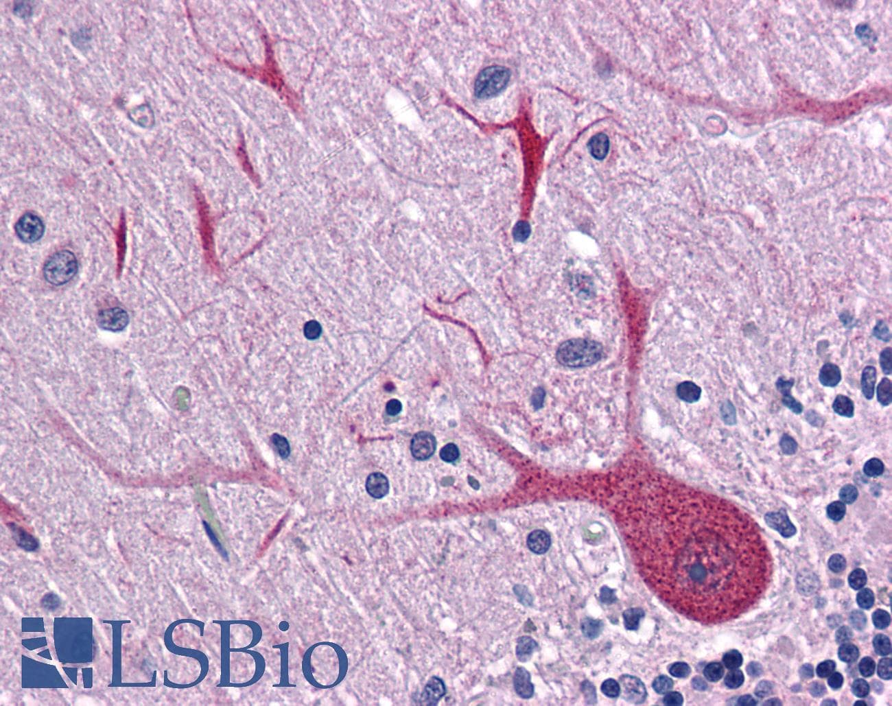 IHC-plus™ BUB3 Antibody