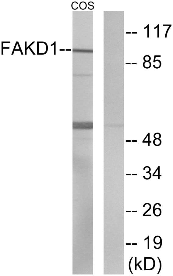 IHC-plus™ FASTKD1 Antibody (aa561-610)