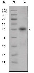 APOL1 / Apolipoprotein L Antibody (clone 1D4)
