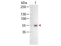 Chicken Anti-Human IgG Secondary Antibody (AP)
