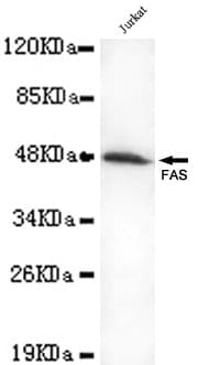 Monoclonal Mouse anti-Human CD95 / FAS Antibody (WB)