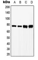 LCP2 / SLP-76 Antibody (phospho-Tyr128)