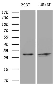 Monoclonal Mouse anti-Human DIRAS2 Antibody (clone OTI8A5, aa1-196, IHC, WB)