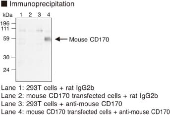 Siglece Antibody (clone 8D2)