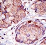 SMURF2 Antibody (aa6-36)
