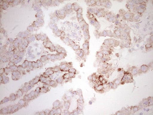 Monoclonal Mouse anti-Human BHLHE41 / BHLHB3 / SHARP1 Antibody (clone OTI8H5, aa1-297, IHC, WB)