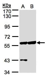 Polyclonal Rabbit anti-Human CPNE3 Antibody (aa234-537, IHC, WB)