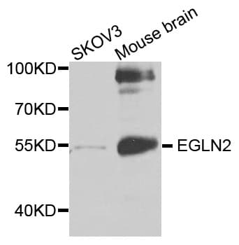 Polyclonal Rabbit anti-Human EGLN2 / PHD1 Antibody (WB)