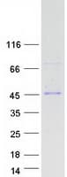 Human DSN1 Protein (Recombinant Myc-DDK (Flag))