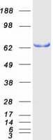 Human SH3BP2 Protein (Recombinant Myc-DDK (Flag))