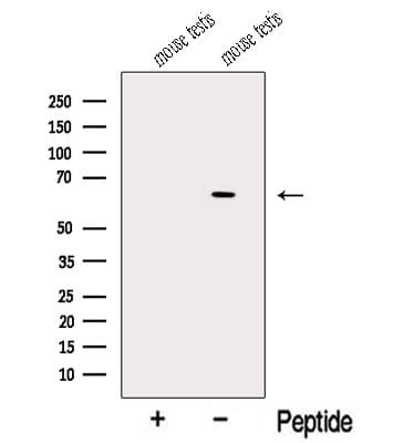 NDOR1 Antibody