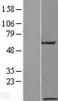 C17orf64 Protein (Over-Expression Lysate Myc-DDK (Flag))