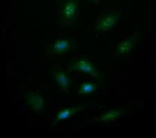 SYT4 Antibody (clone OTI2F2)