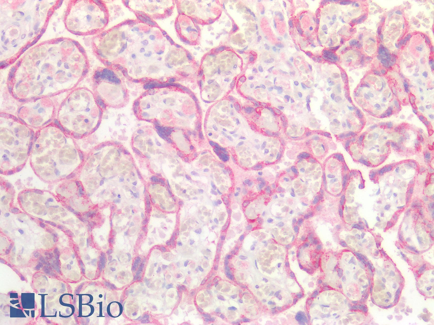 PathPlus™ Polyclonal Rabbit anti-Human FOLR1 / Folate Receptor Alpha Antibody (IHC)
