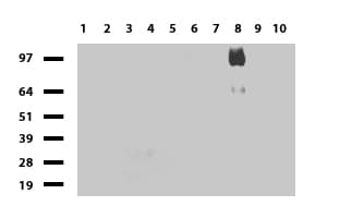 Monoclonal Mouse anti-Human CD44 Antibody (clone UMAB134, Carrier-free, IHC, IF, WB)