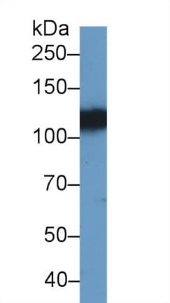 EPHA4 / EPH Receptor A4 Antibody (aa621-882, Biotin)