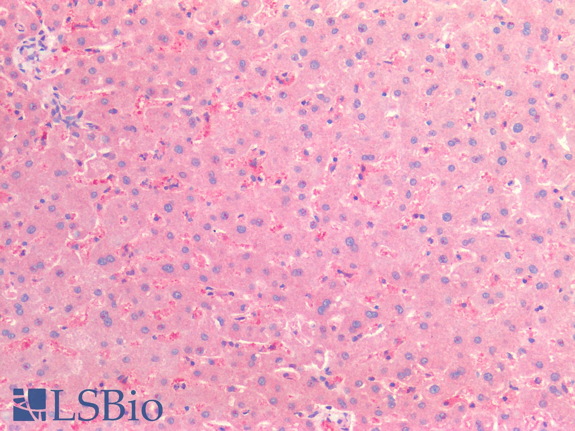 IHC-plus™ CSPG4 / NG2 Antibody