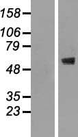 CNOT2 Protein (Over-Expression Lysate Myc-DDK (Flag))
