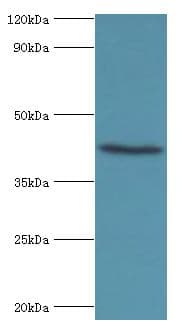 HAUS4 Antibody (aa1-363)