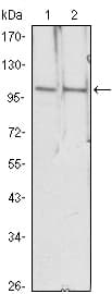HDAC4 Antibody (clone 7B2)