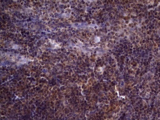 UFD1L Antibody (clone OTI7C9)