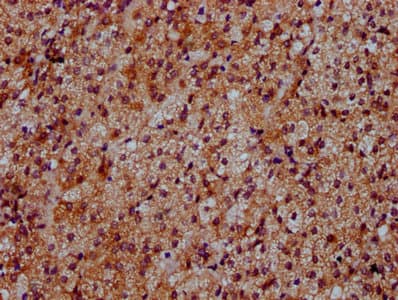 DYM Antibody