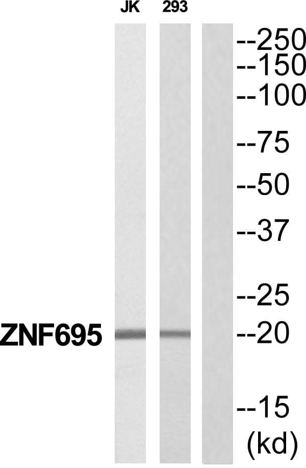 ZNF695 Antibody