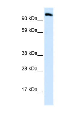 EEA1 Antibody (aa307-356)