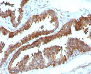 HSPB1 / HSP27 Antibody (clone HSPB1/774, Ready-to-Use)