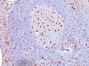 CD68 Antibody (clone SPM130)