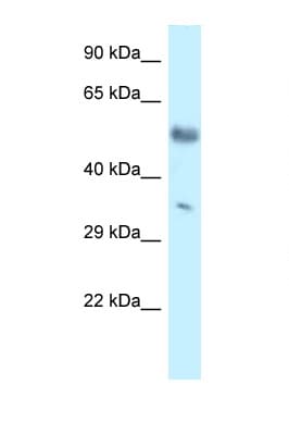 MKX Antibody (C-Terminus)