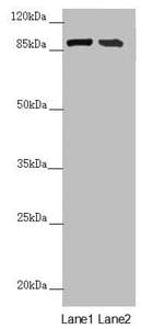 CEP95 / CCDC45 Antibody
