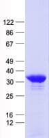 Human BTEB / KLF9 Protein (Recombinant His, N-Terminal)