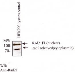 RAD21 Antibody (C-Terminus, clone CM110-2C10, DY488)